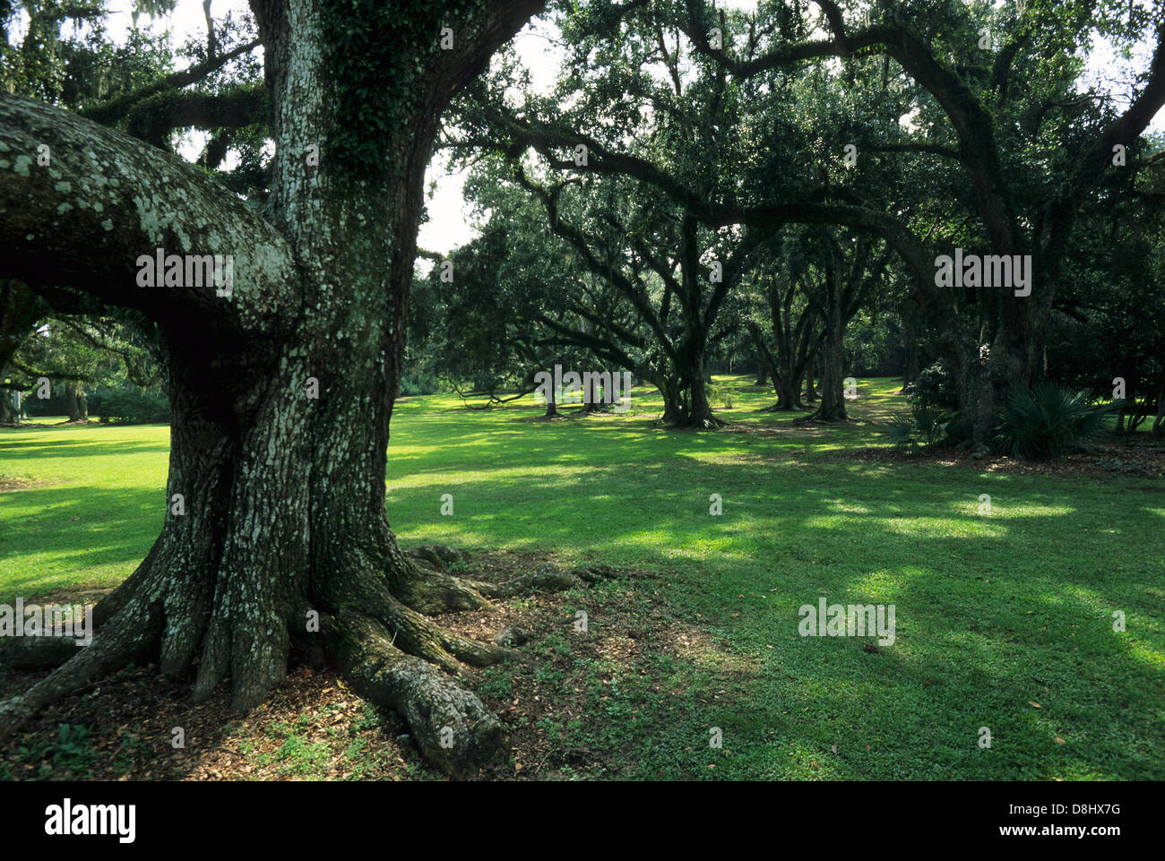 Elk2834318 Louisiana, Avery Island, Jungle Gardens, live oak trees