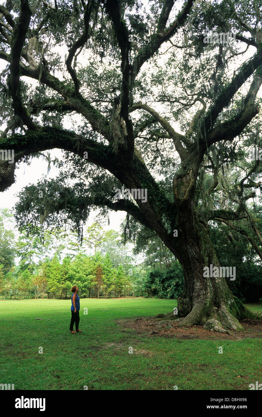 Live oak tree hi-res stock photography and images - Alamy