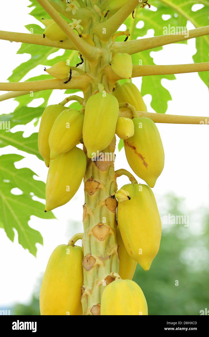 Papaya tree hires stock photography and images Alamy
