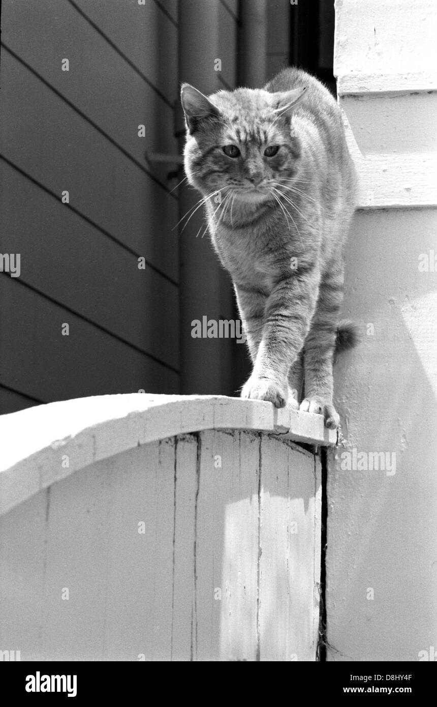 Mission district Cat  walking a fence San Francisco Stock Photo