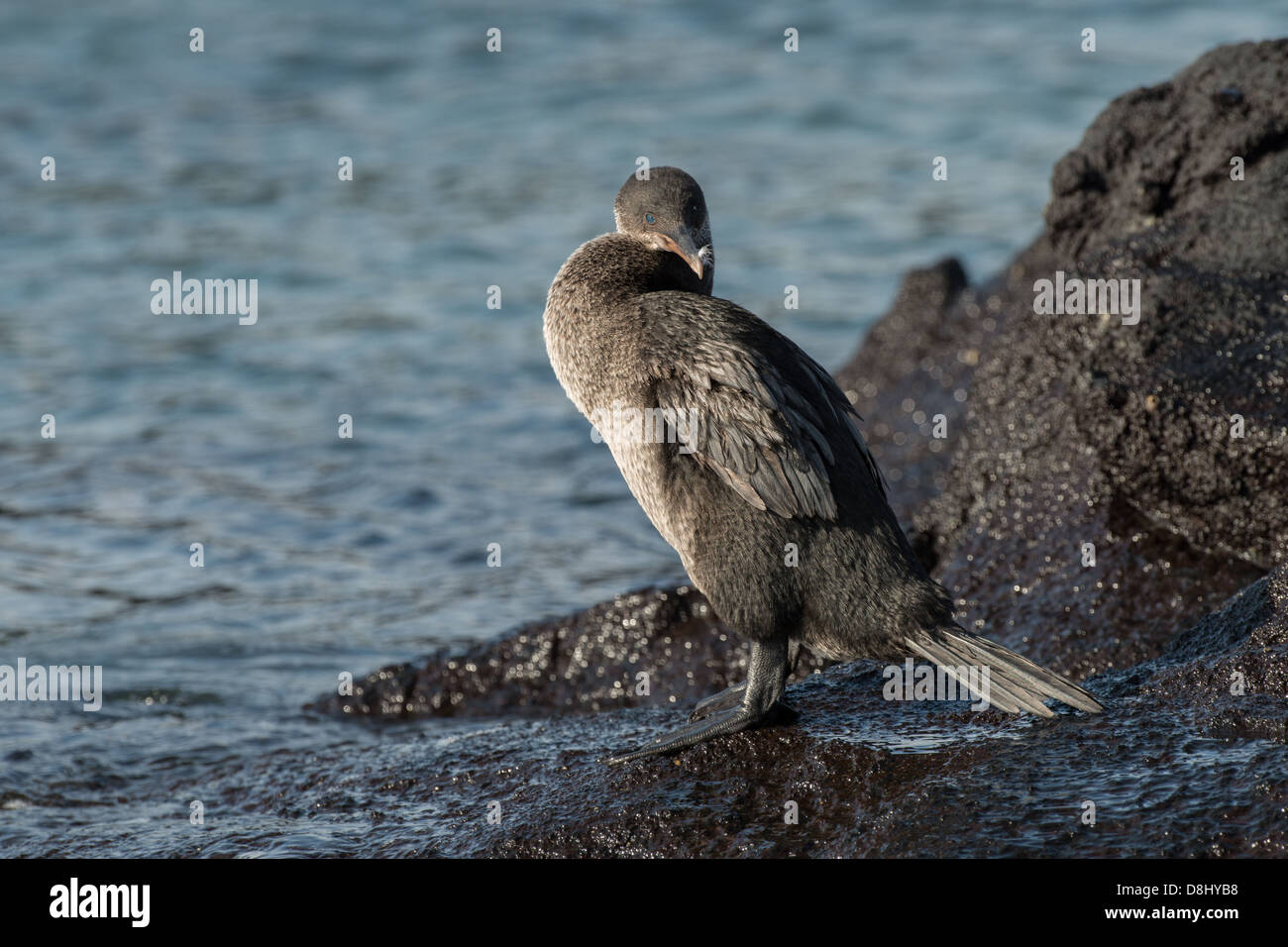 Stock photo of a flightless cormorant standing at the edge of the water, Fernandina Island, Galapagos Stock Photo