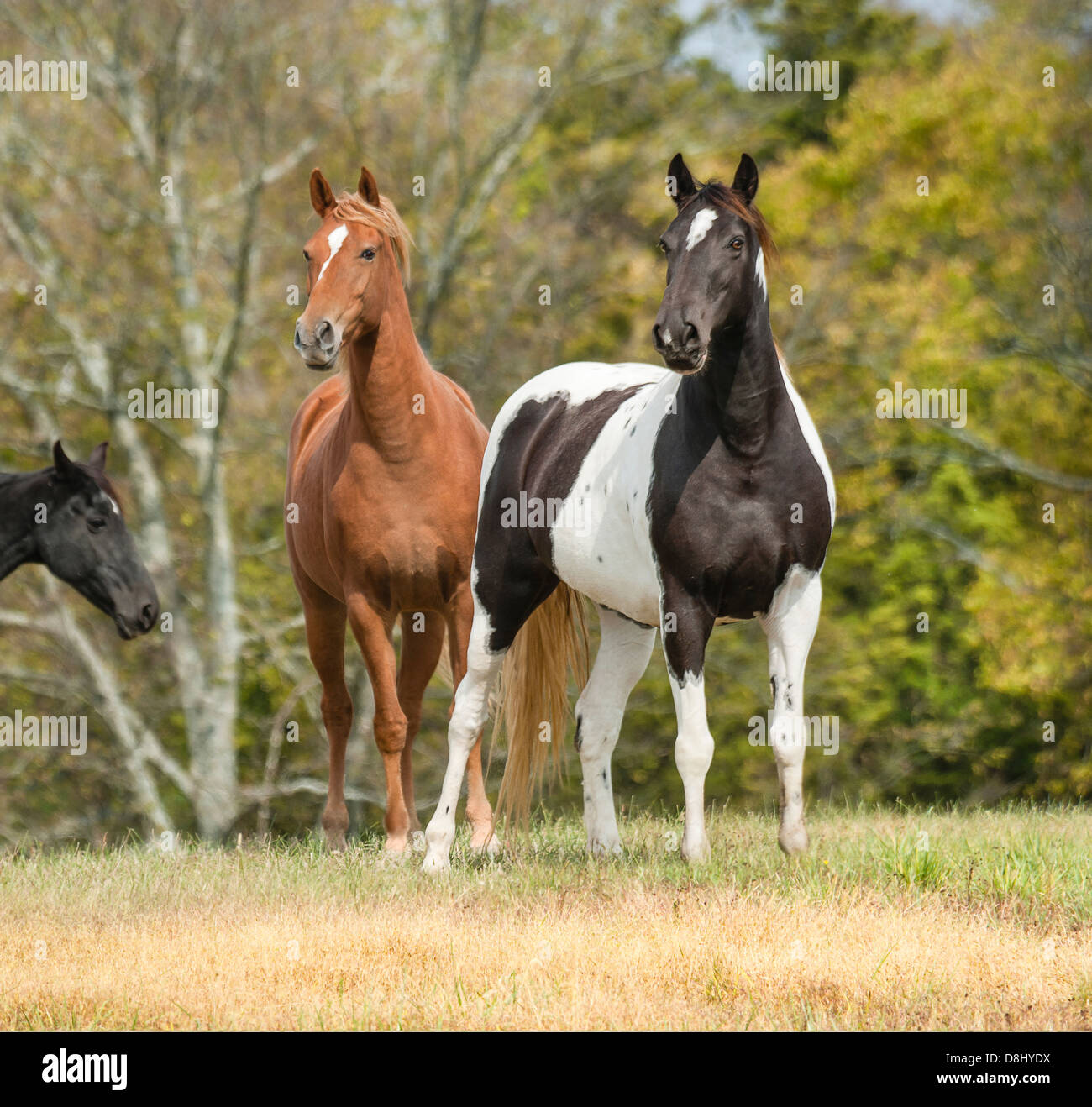 Chestnut horses hi-res stock photography and images - Alamy