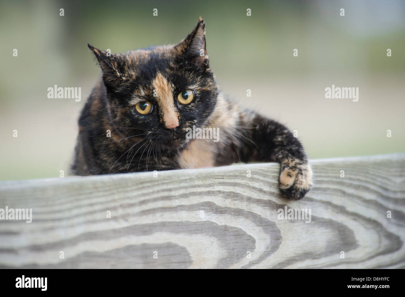 CALICO CAT Stock Photo