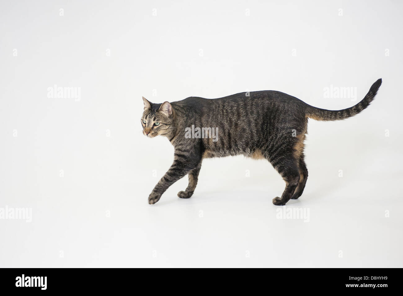 Male tabby cat on white backdrop Stock Photo