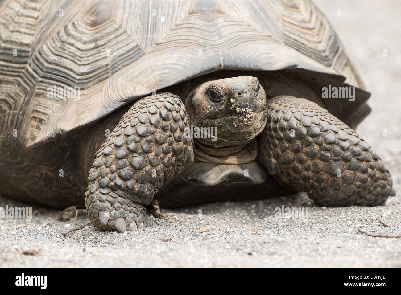 Stock photo closeup of a young Galapagos giant tortoise on Isabela Island Stock Photo