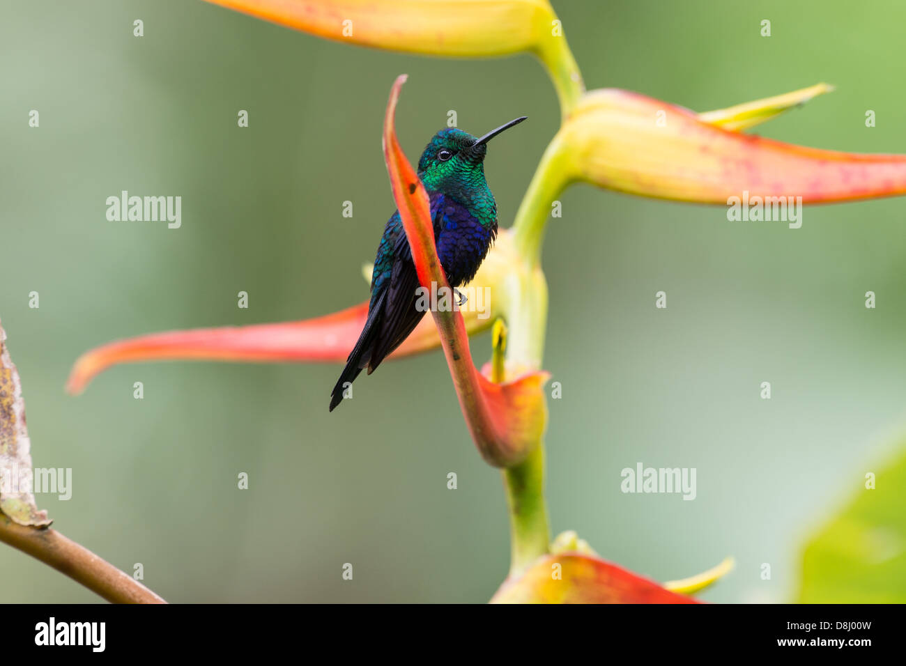 Stock photo of a velvet-purple coronet sitting on a bird of paradise flower in the cloud forest, Ecuador. Stock Photo