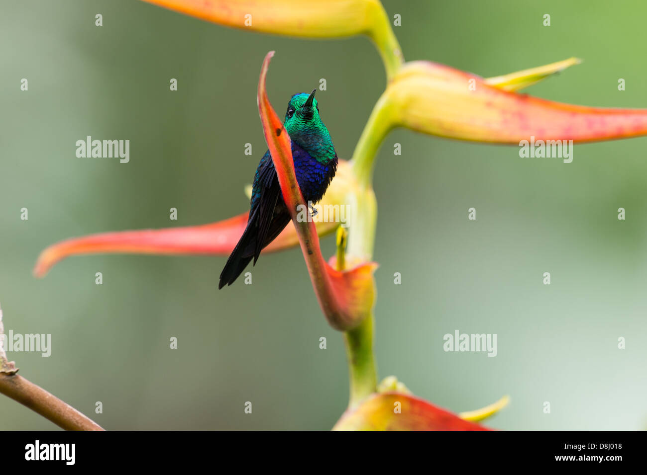 Stock photo of a velvet-purple coronet sitting on a bird of paradise flower in the cloud forest, Ecuador. Stock Photo