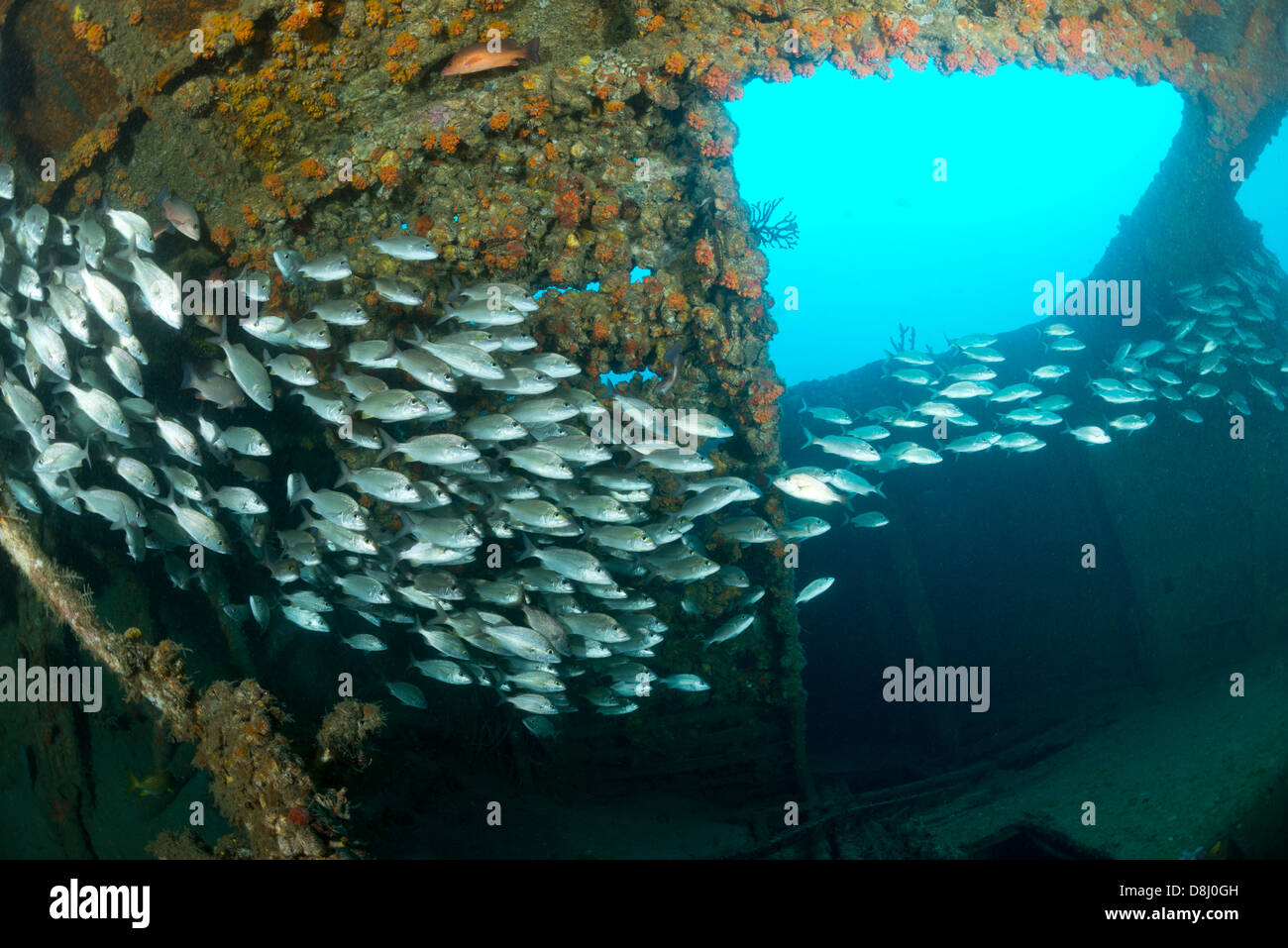 Fish school on a wreck near Fort Lauderdale, Florida Stock Photo