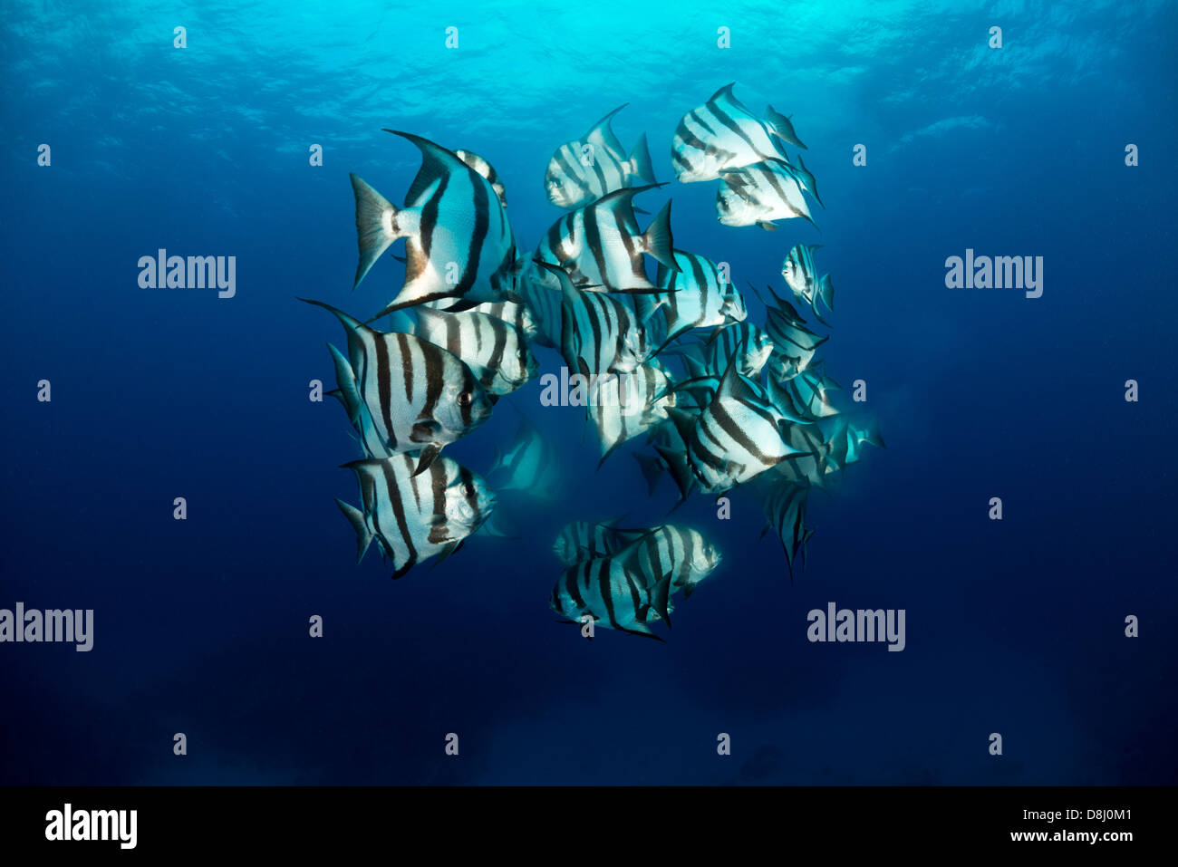 Mating fish hi-res stock photography and images - Alamy