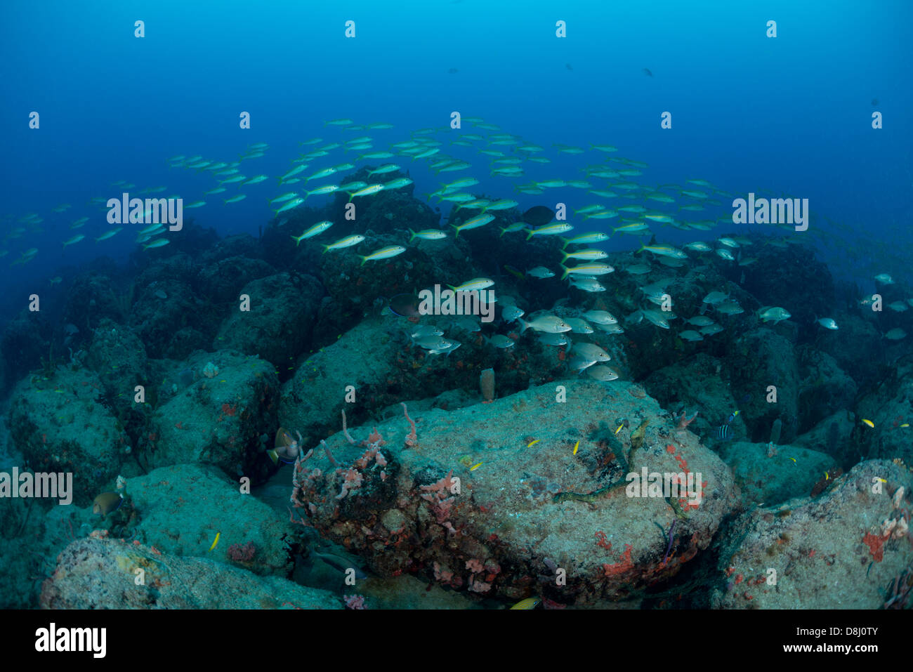 A school of fish swims over a rubble pile off the coast of Fort Lauderdale, Florida Stock Photo