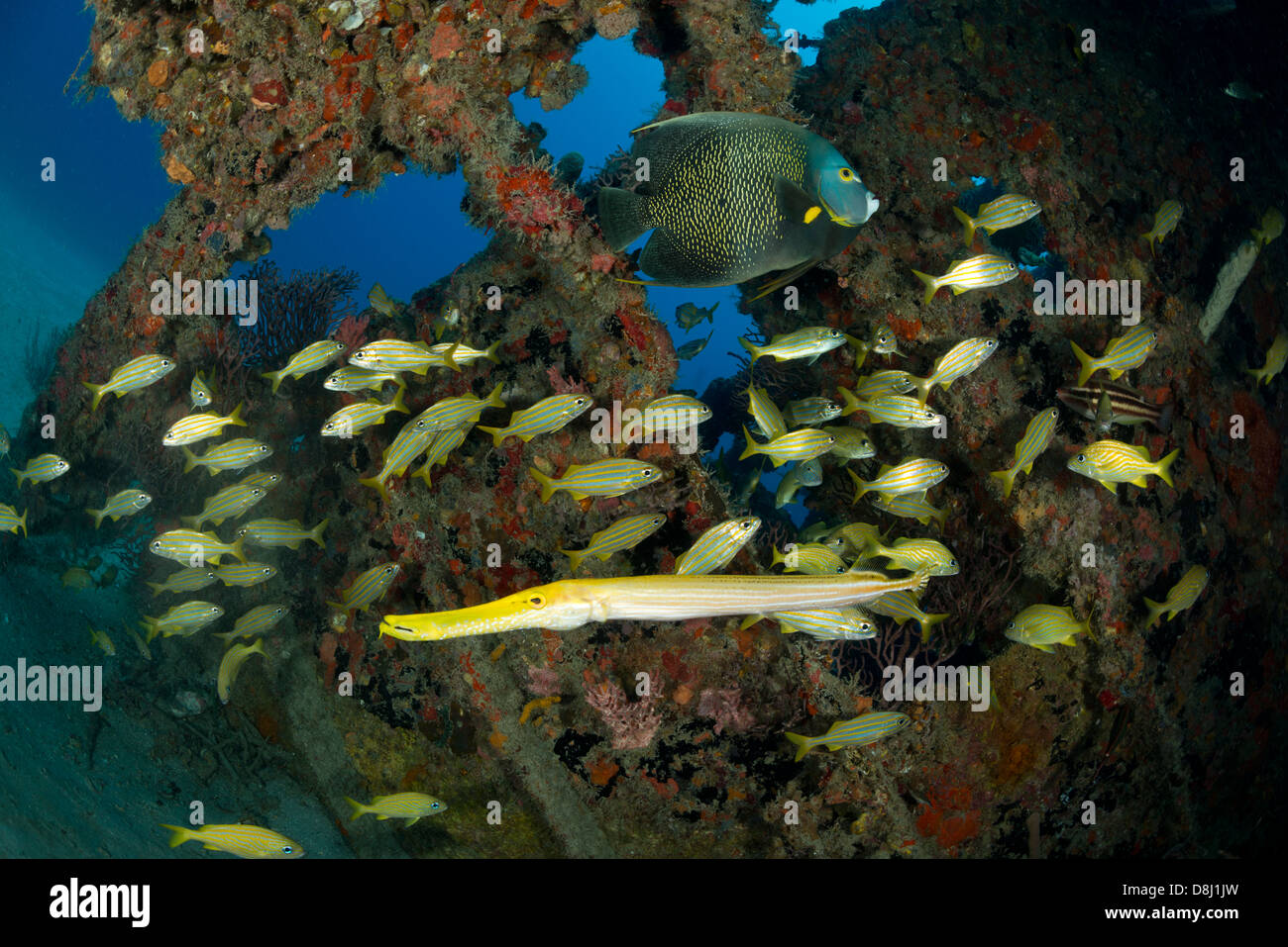 A yellow trumpetfish swims near a french angel Stock Photo