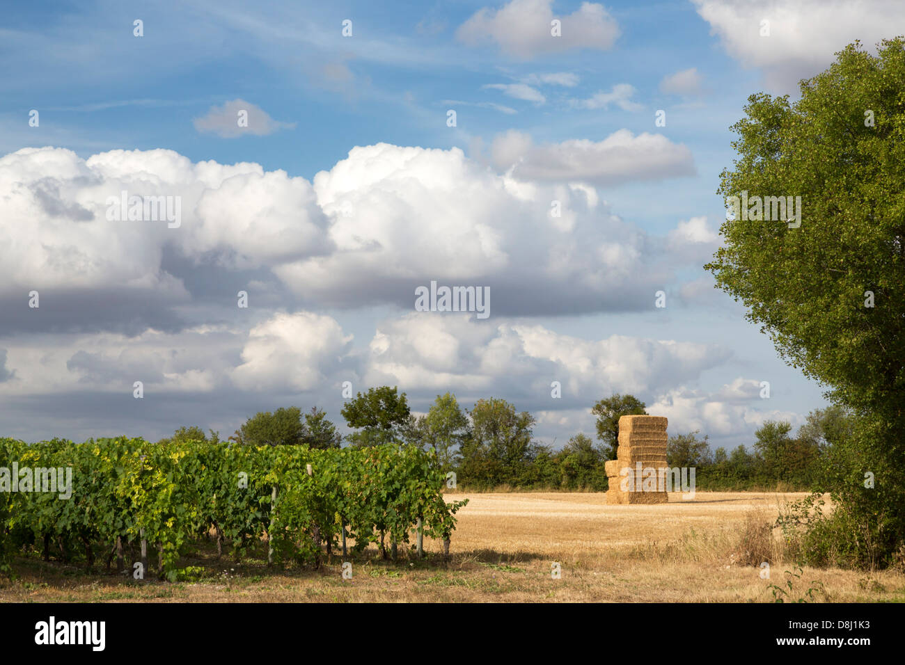 Vineyards near Cognac, Charente Maritime, France Stock Photo