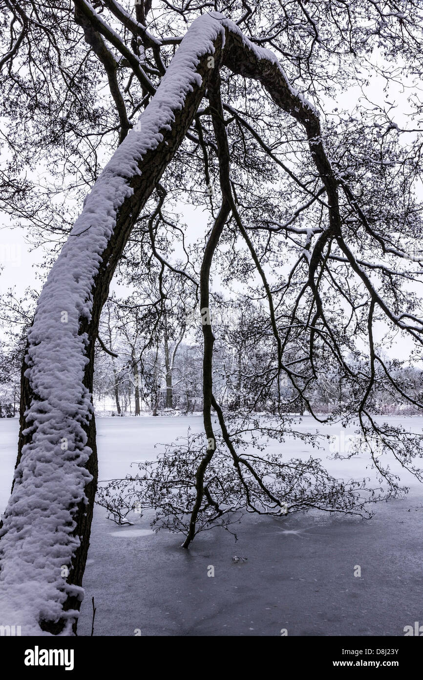 Snowy bough of a tree arching into frozen lake in Winter, Grantham, UK. Stock Photo