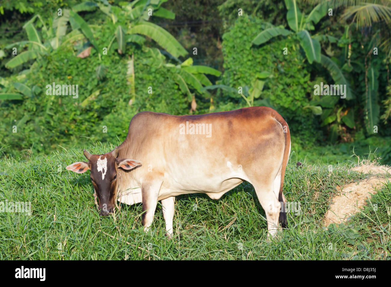 Cow eating green grass on a meadow in farm Stock Photo Alamy