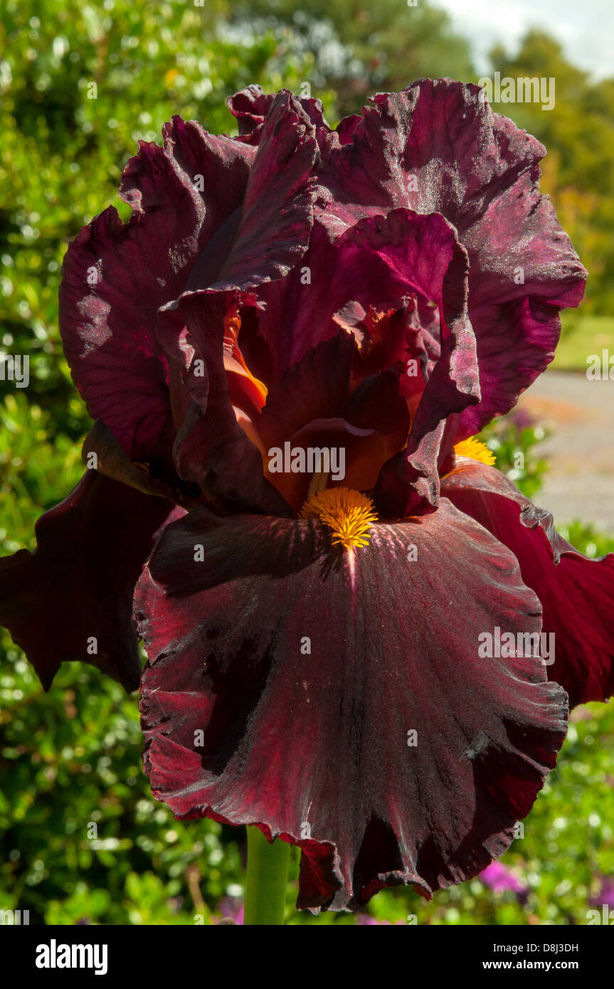 Iris germanica, Bearded Iris "Burgundy Bubbles" in Ballarat, Victoria