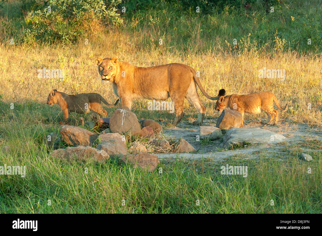 Lion and Cubs in Sabi Sands Game Reserve, Mpumalanga, South Africa Stock Photo