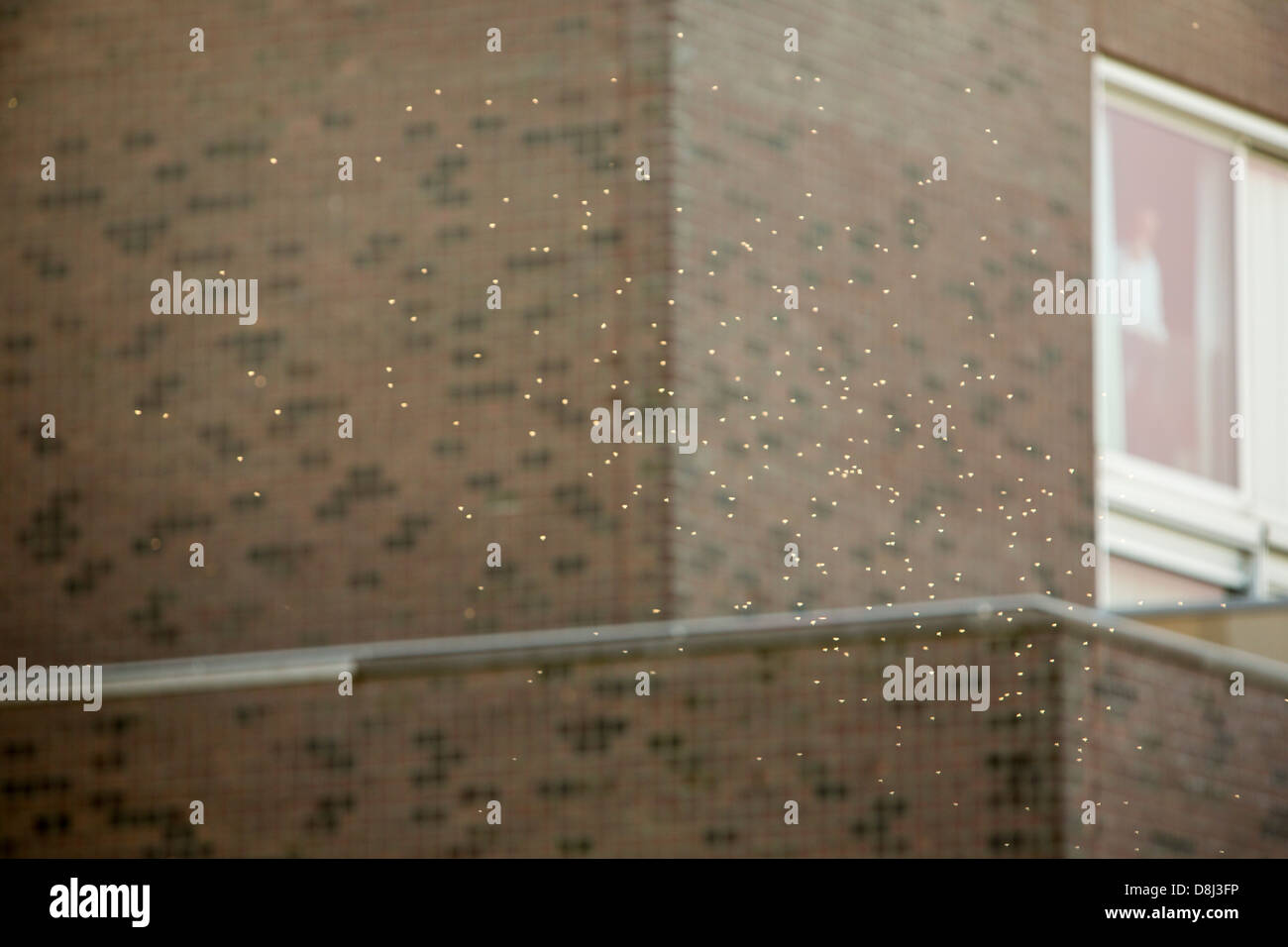 Flies in the air Stock Photo Alamy