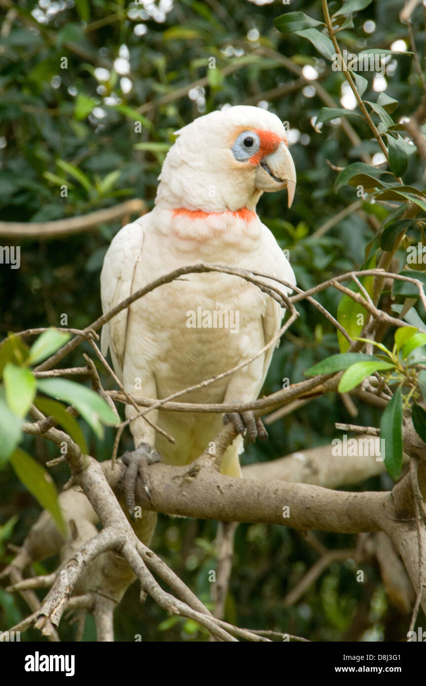 Long-billed Corella in Parramatta Park, NSW Australia Stock Photo