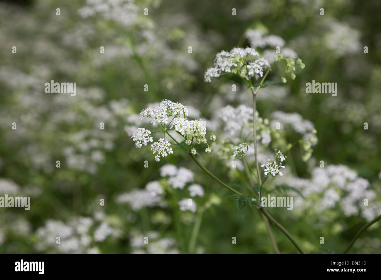 white weed flower