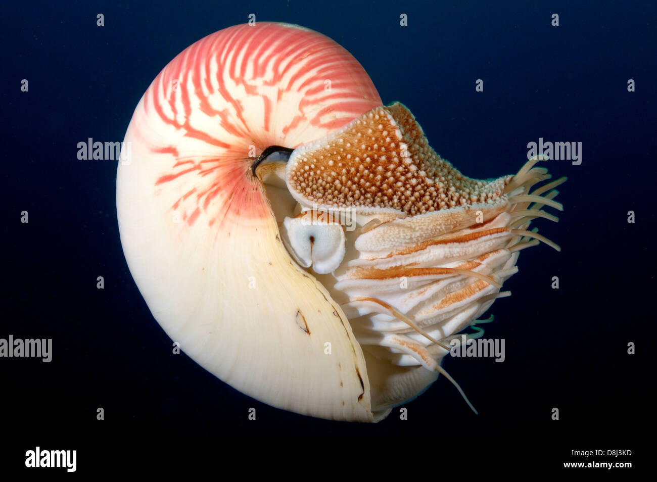 Nautilus Nautilus Pompilius At North Horn Osprey Reef Coral Sea 