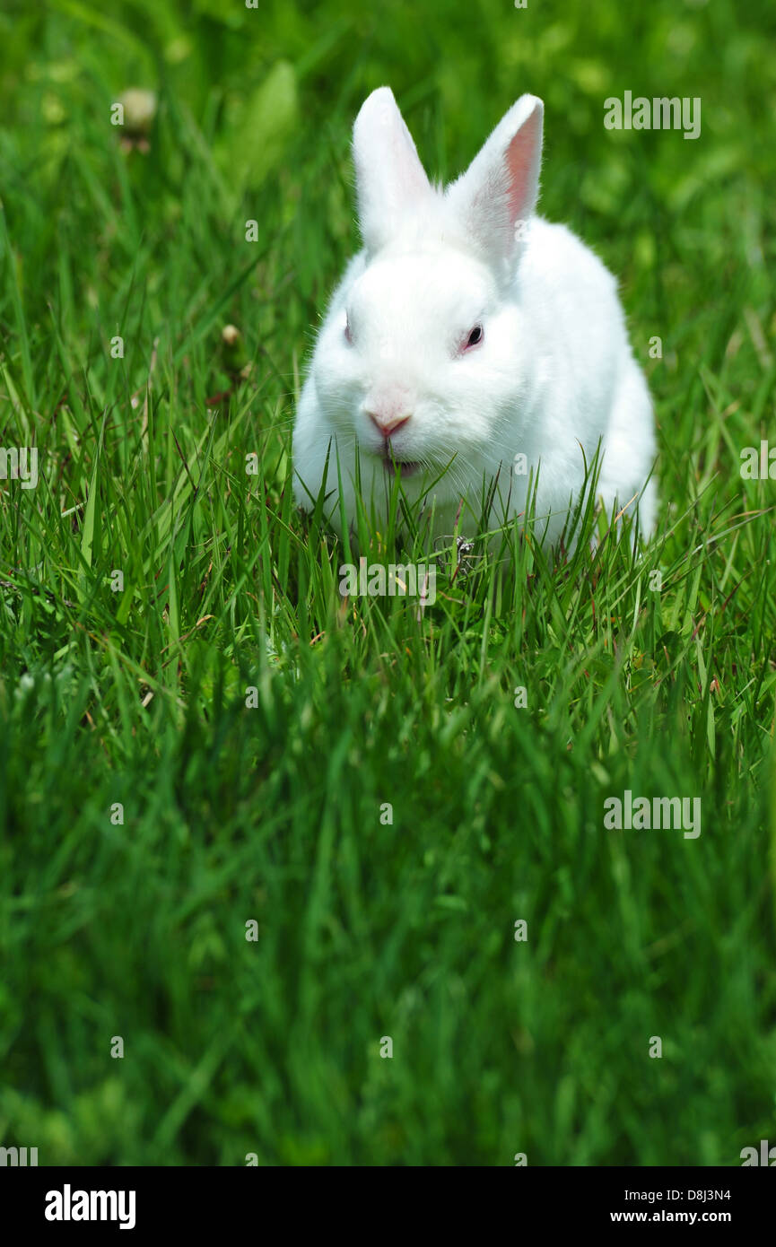 White rabbit eating grass Stock Photo Alamy