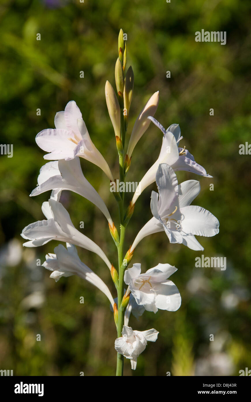 Watsonia Alba, Bugle Lily Stock Photo