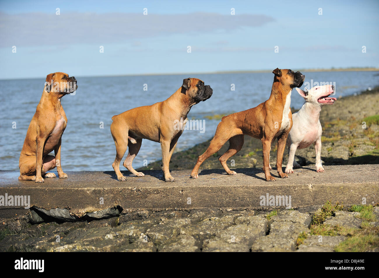 4 dogs Stock Photo