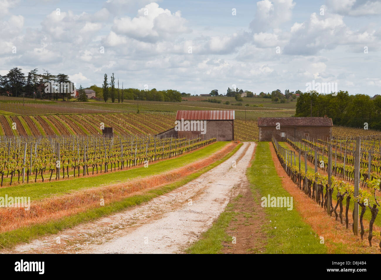 Vineyards in the Monbazillac area of France. Stock Photo