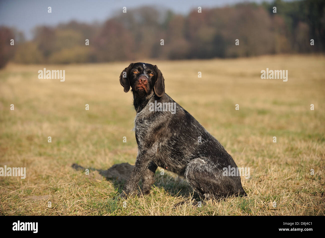 sitting German wirehaired Pointer Stock Photo