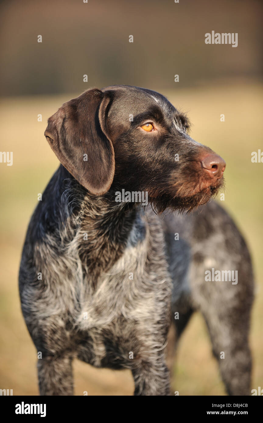 German wirehaired Pointer Portrait Stock Photo