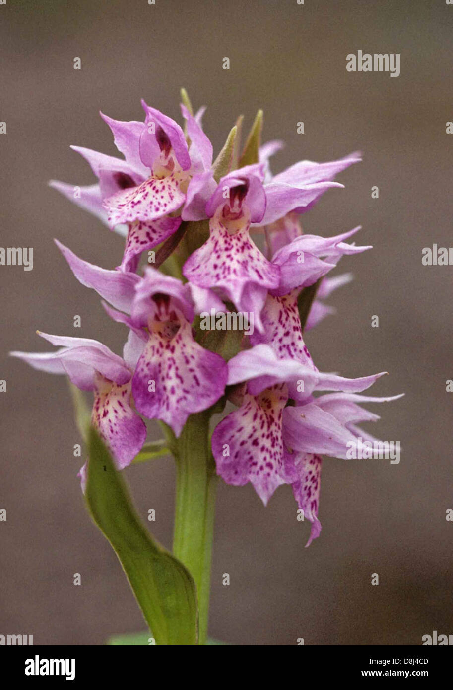 Fishers orchid plant dactylorhiza aristata. Stock Photo