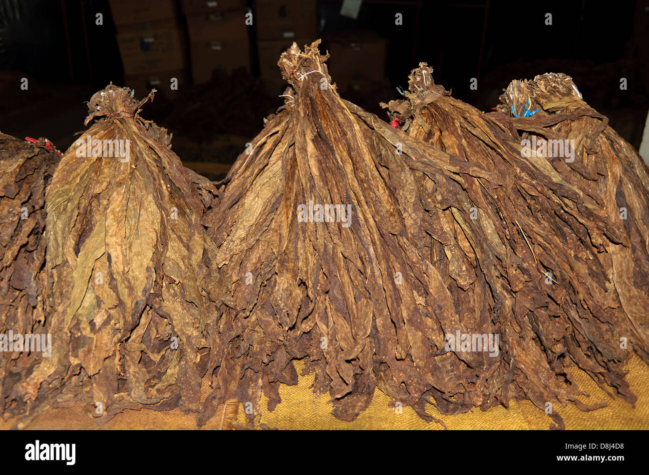 Tabacco Leafs, Estelí Nicaragua, Central America Stock Photo