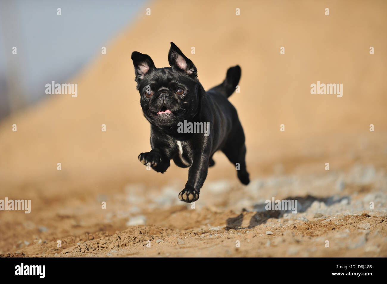 Pugs running hi-res stock photography and images - Alamy