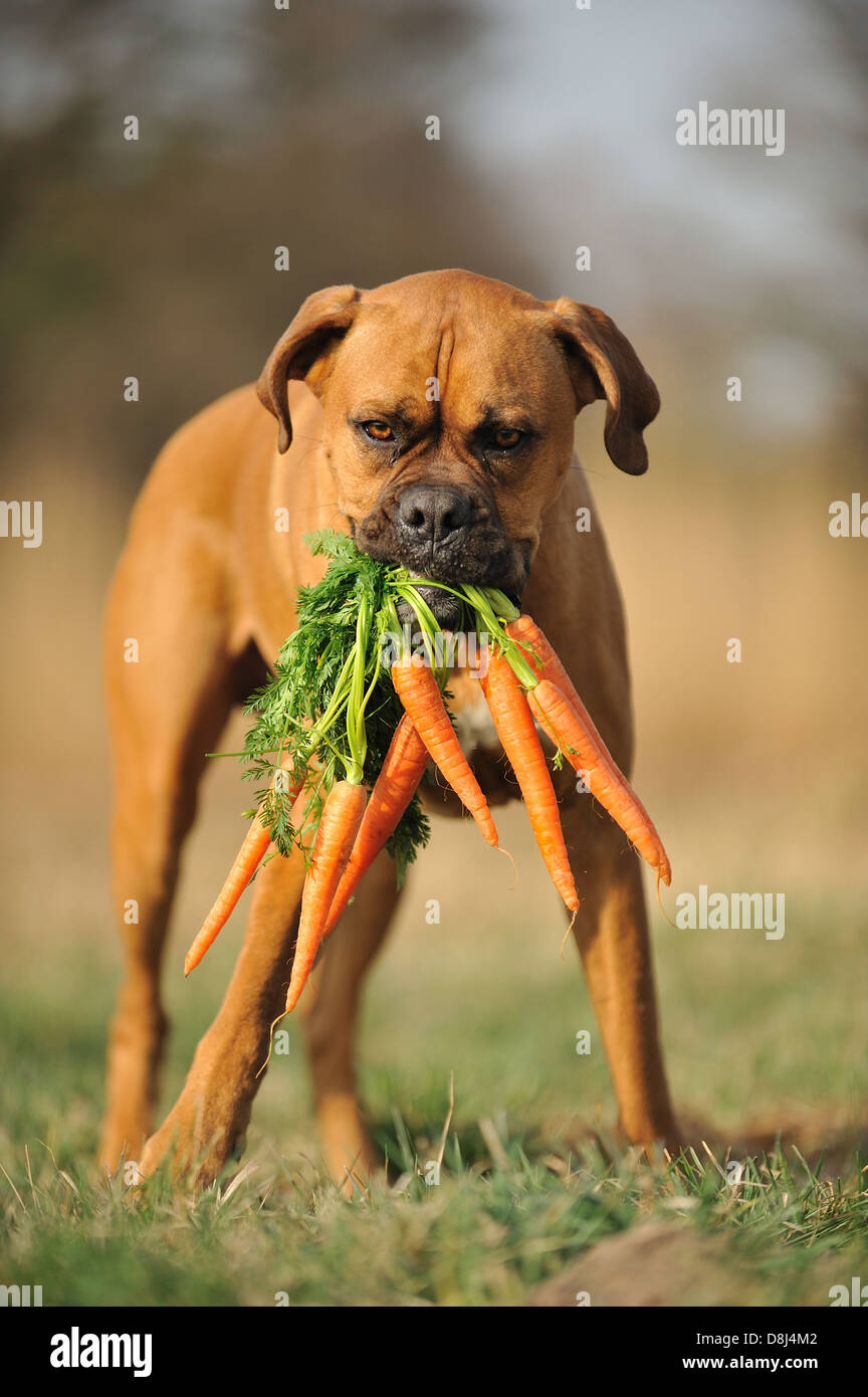 are carrots good for a boxer