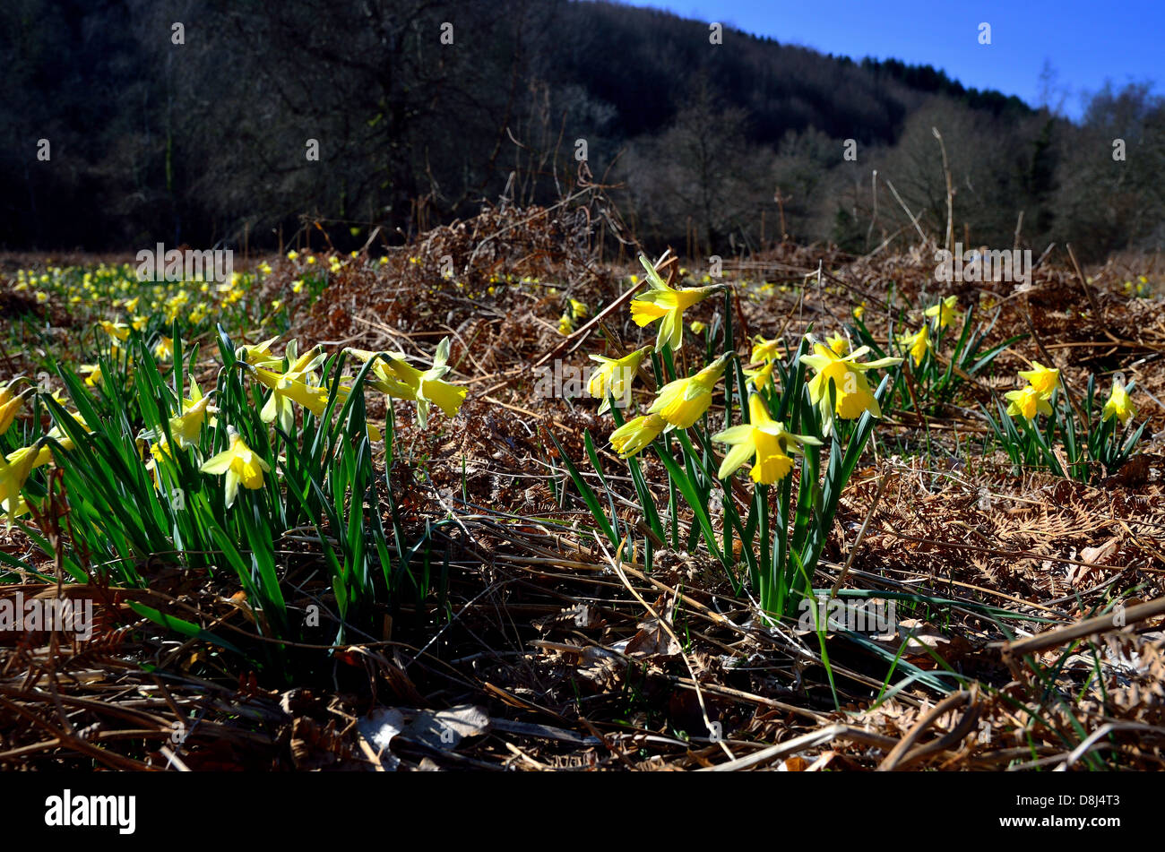 Wild Daffodil carpet at Dunsford Woods, Dartmoor, Devon Stock Photo Alamy