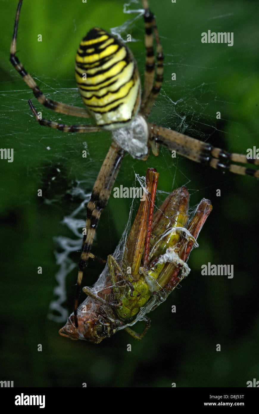 Wasp Spider with Prey Webbed Stock Photo - Alamy
