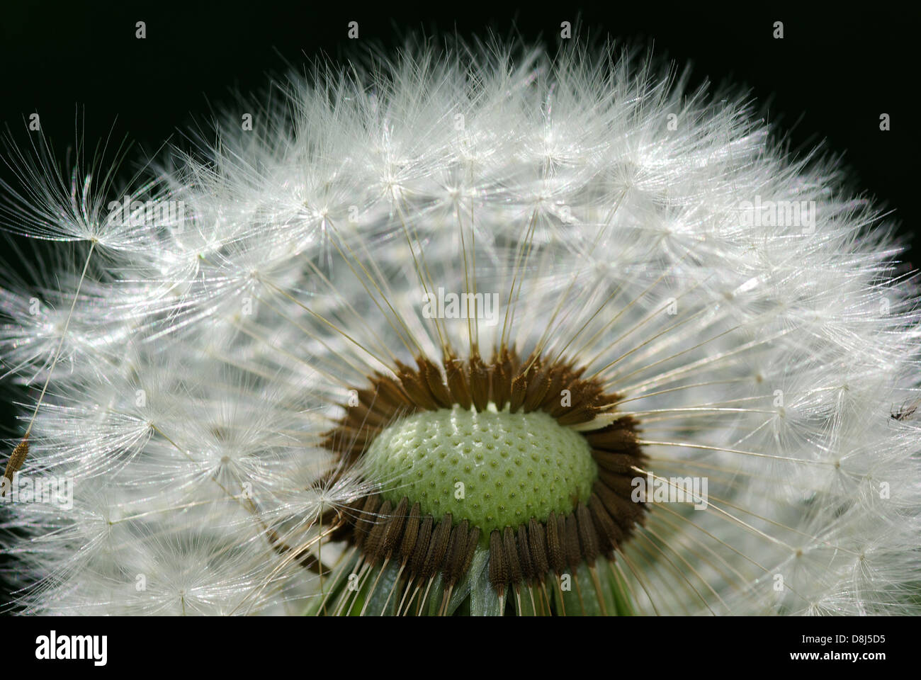 Withered Dandelion Stock Photo