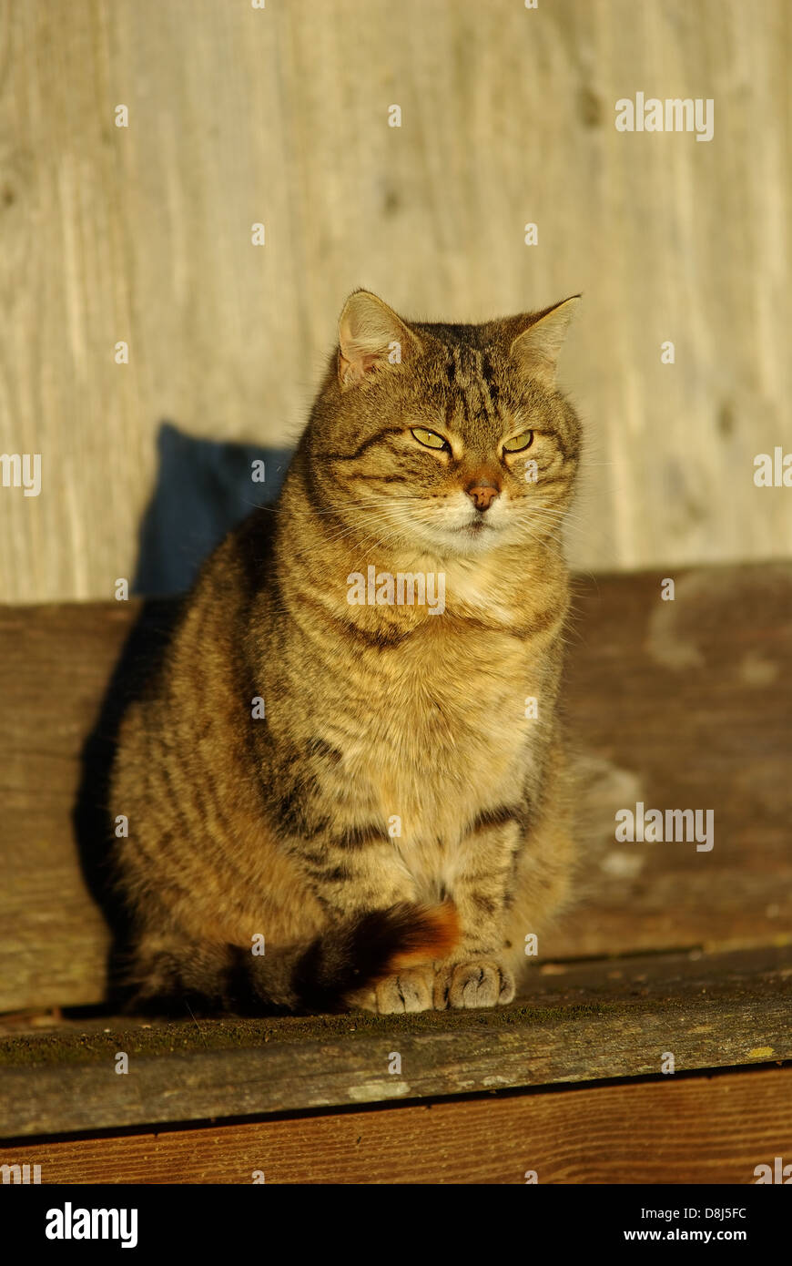Cat in the sun Stock Photo