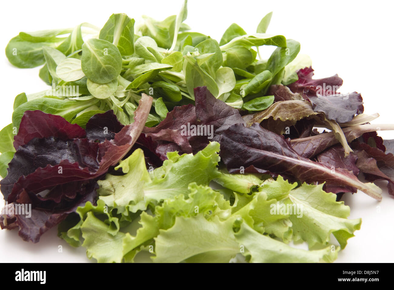 Leaf vegetable Stock Photo