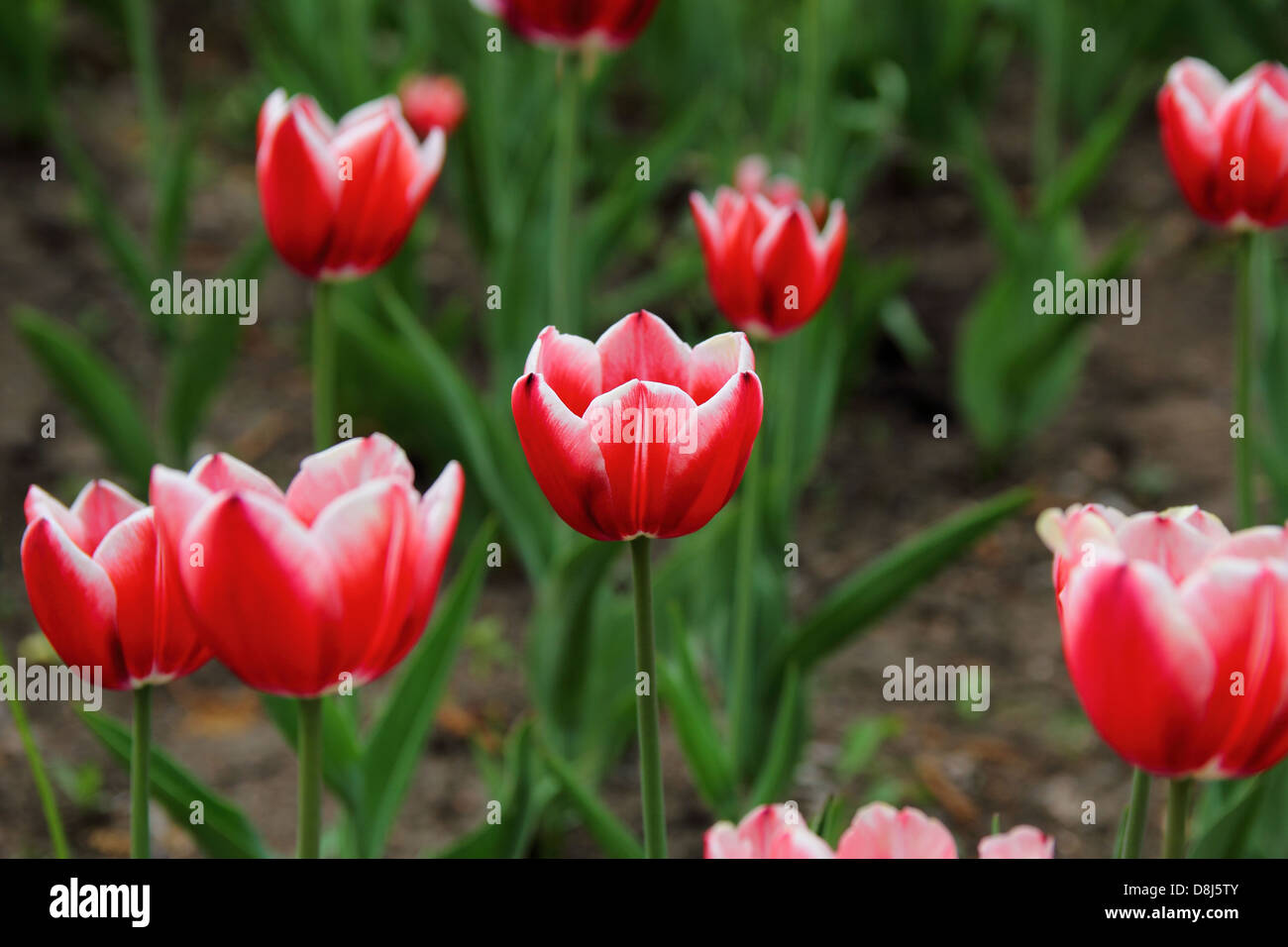 red tulips in a flowerbed in spring Stock Photo - Alamy