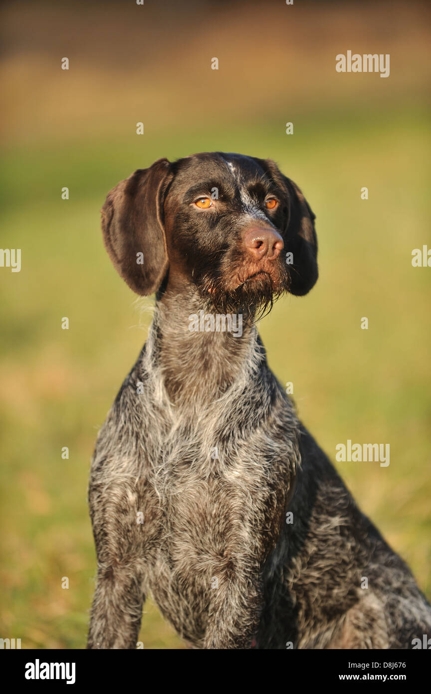 German wirehaired Pointer Portrait Stock Photo