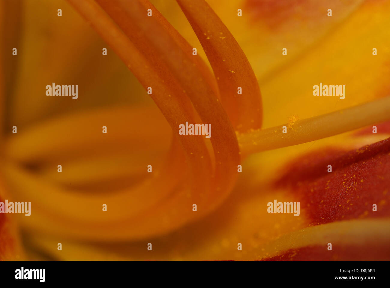 A Daylily Flower Base Stock Photo Alamy