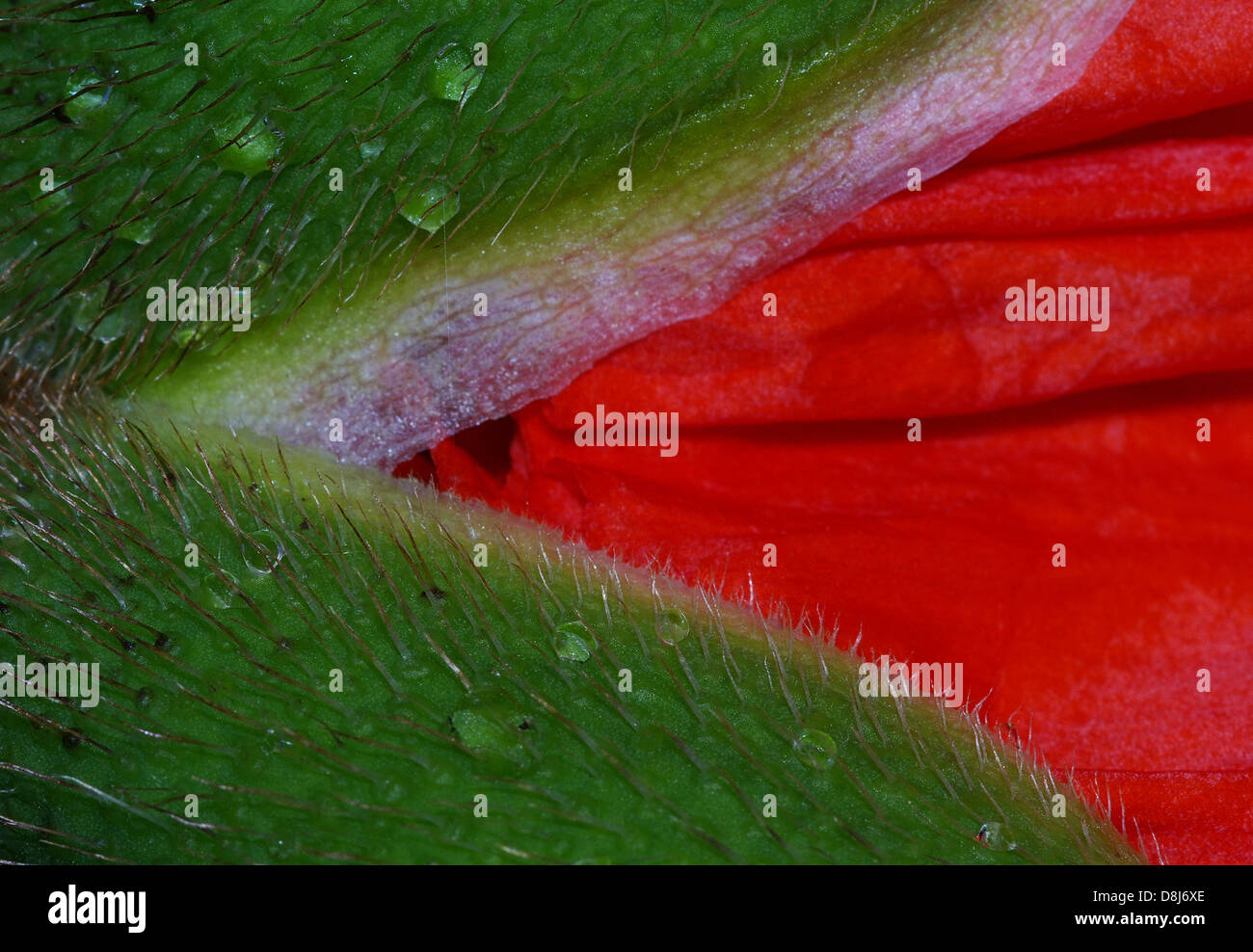 Poppy flower that opens Stock Photo Alamy
