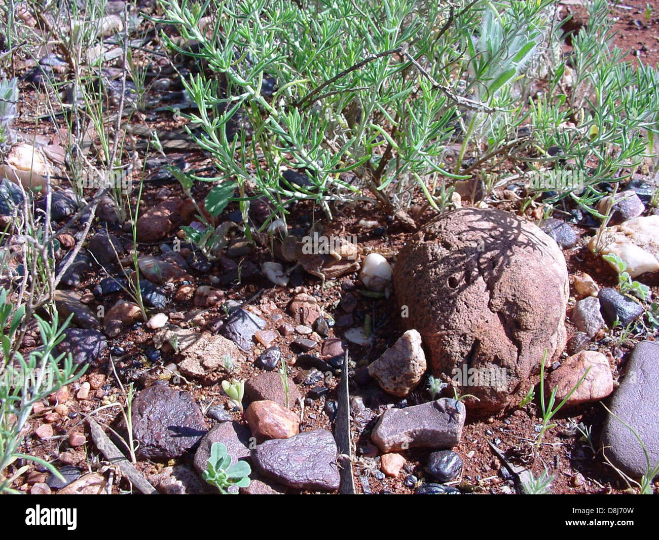 Grasshoppers in their natural habitat, often seen in grasslands and ...