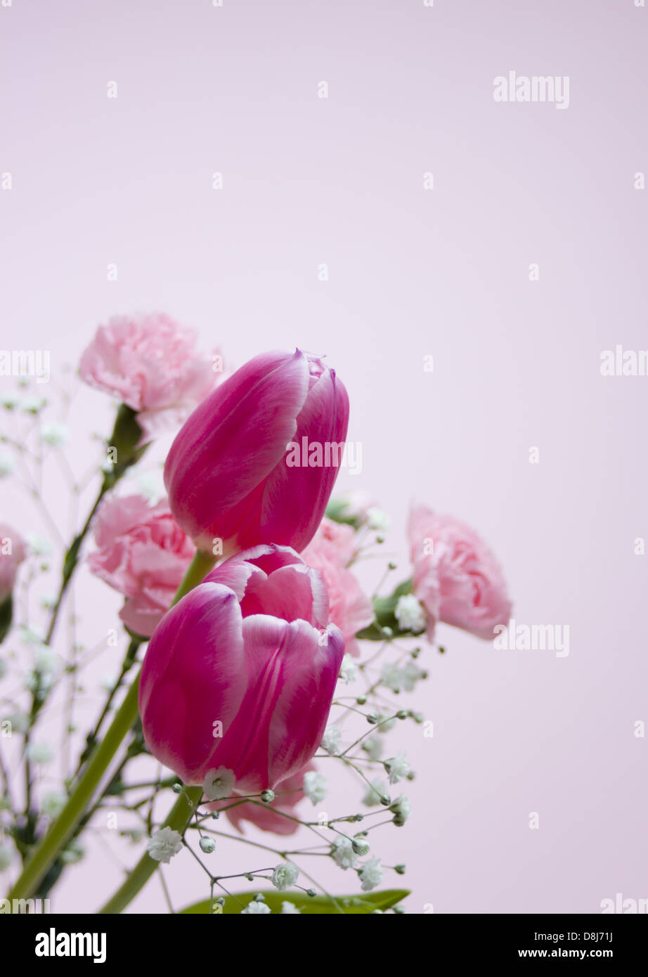 Tulips and carnations Stock Photo Alamy