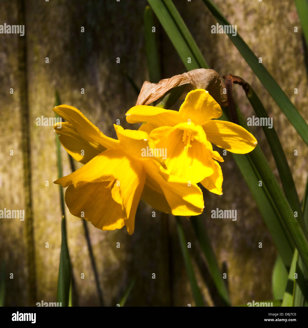 Daffodil Flowers in Full Spring Bloom in a Cheshire Garden Alsager England United Kingdom UK