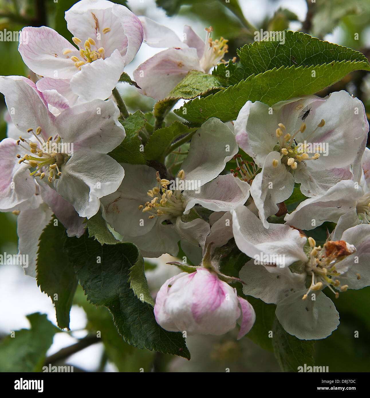 White Apple Blossom Flowers in Spring Bloom in a Cheshire Garden Alsager England United Kingdom UK Stock Photo