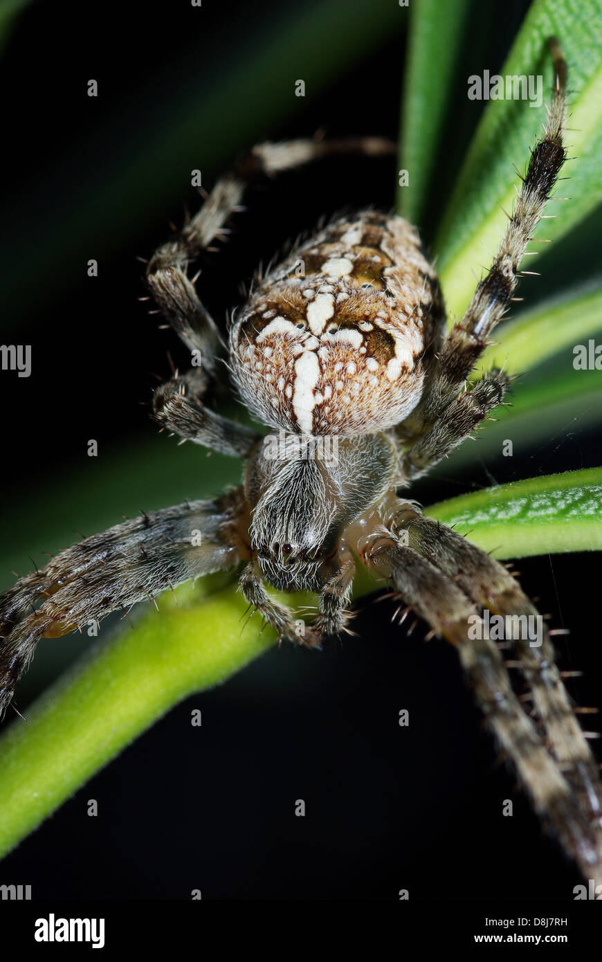 Spider Stock Photo