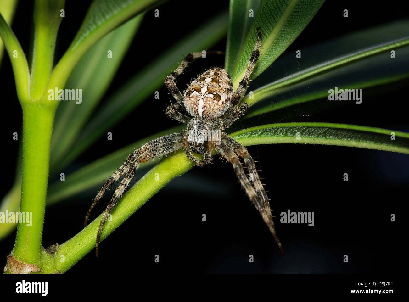 Spider Stock Photo