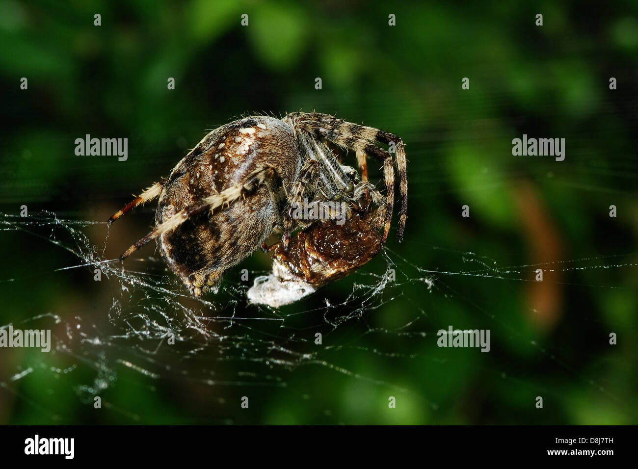 Spider with captured Fly Stock Photo